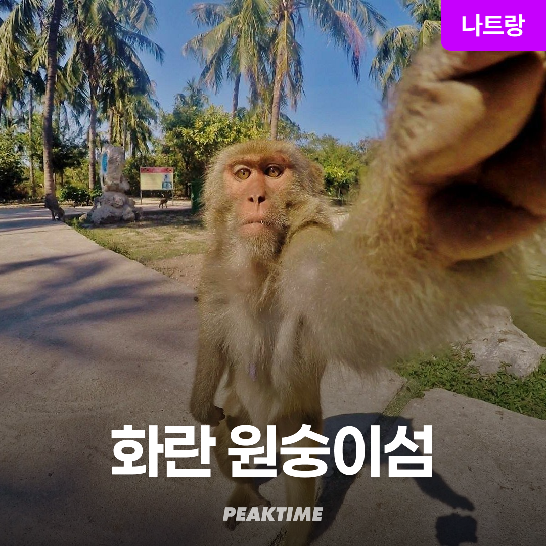 나트랑 원숭이섬 투어 화란섬 투어 픽업샌딩 스피드보트