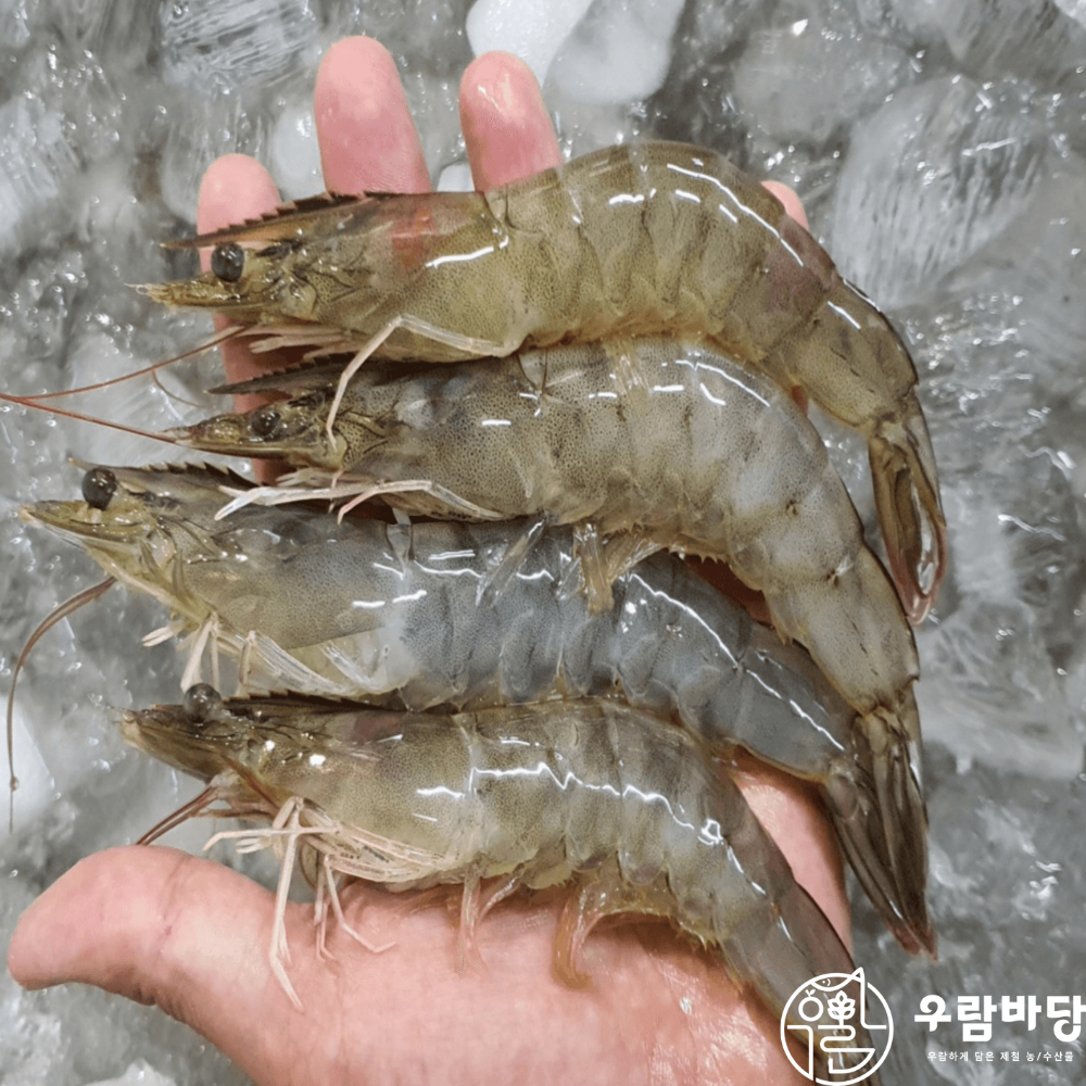 우람바당 2026년 통영 신안 제철 활 흰다리새우 500g 횟감 가능 - 상세 이미지 3