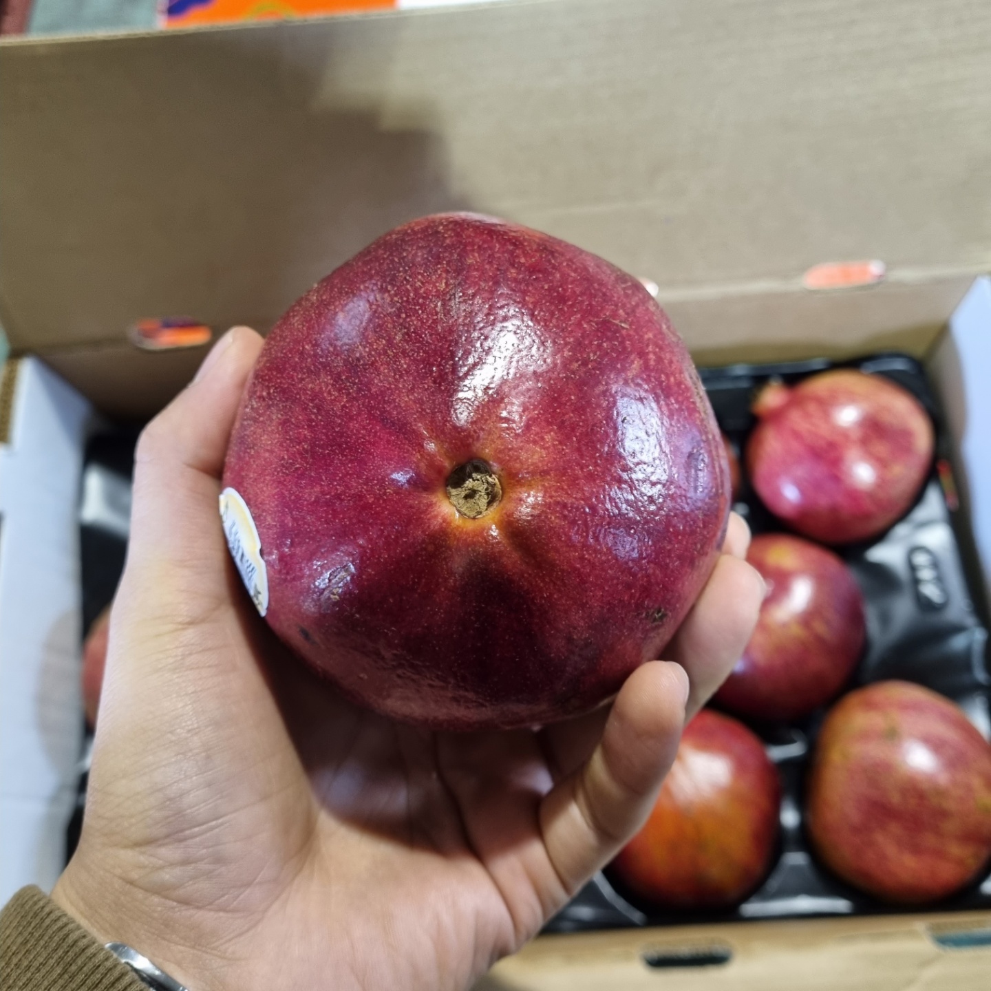 생 석류 생과 5kg, 1개 - 상세 이미지 3