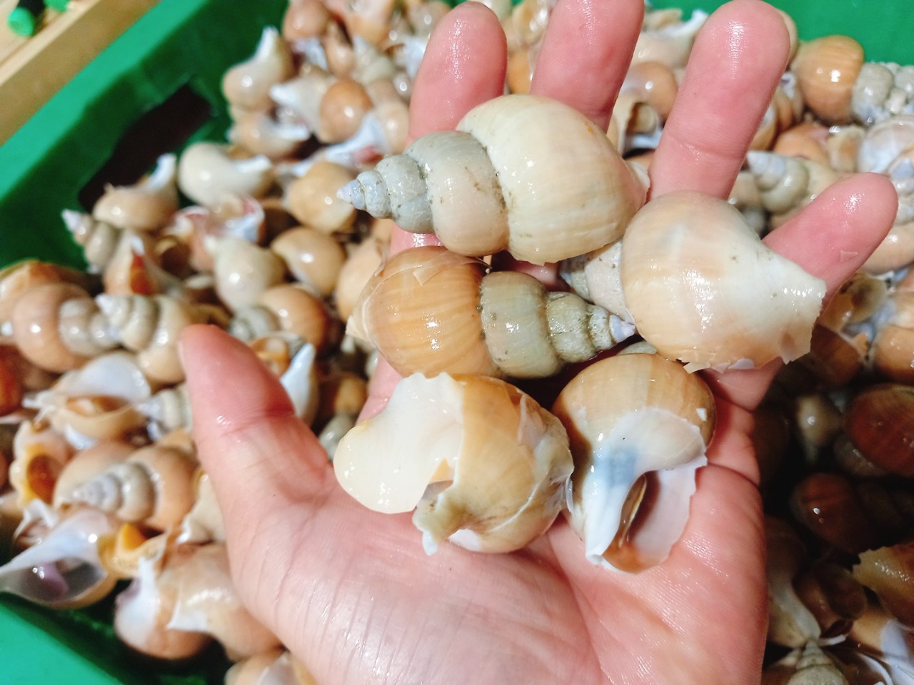 포항 구룡포 고동 생물백고동 1kg 백골뱅이 파더그로브 - 상세 이미지 4