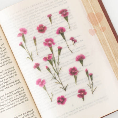 패랭이꽃 스티커 부모님편지 압화편지 압화스티커 편지지꾸미기