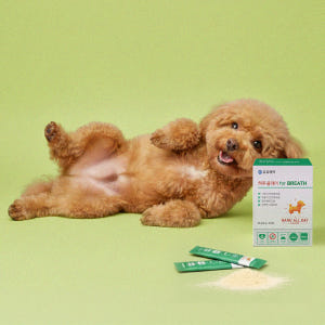 하루올데이 강아지 기관지 반려견 영양제 감기 협착증 카제로템 솔직 후기 | 실제 사용자 리뷰 총정리 - 상품 이미지 3