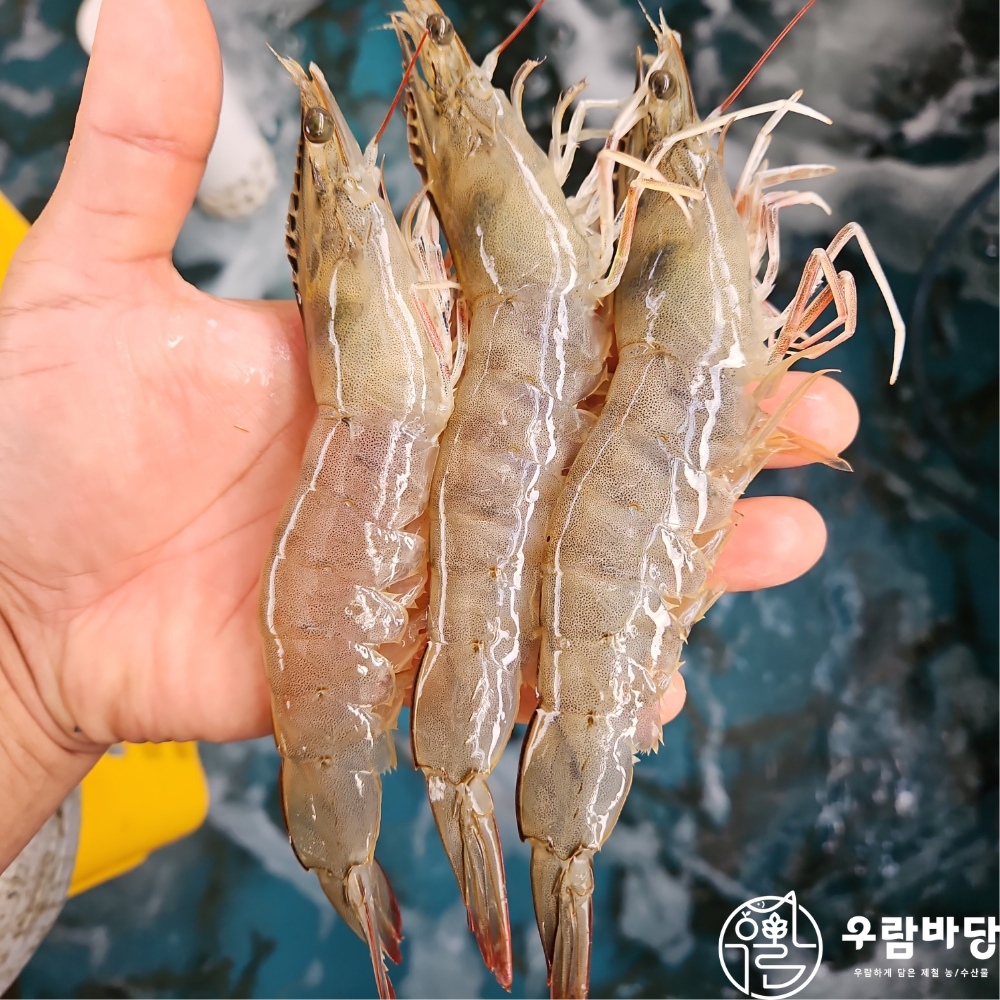우람바당 2026년 통영 신안 제철 활 흰다리새우 500g 횟감 가능 - 상품 이미지