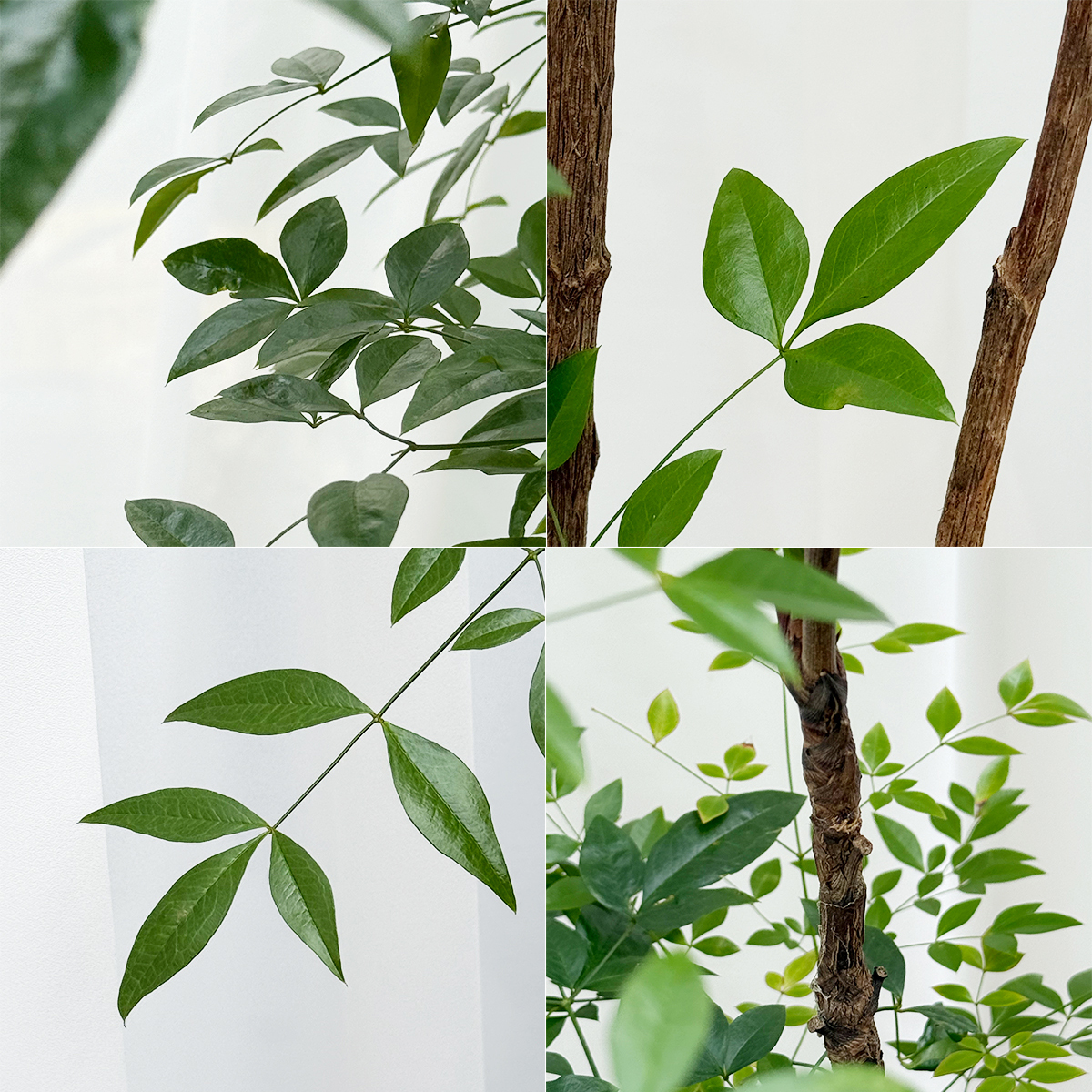 남천나무 관엽 프리미엄화분 반려식물 개업축하 집들이선물 공기정화 거실인테리어 카페 사무실