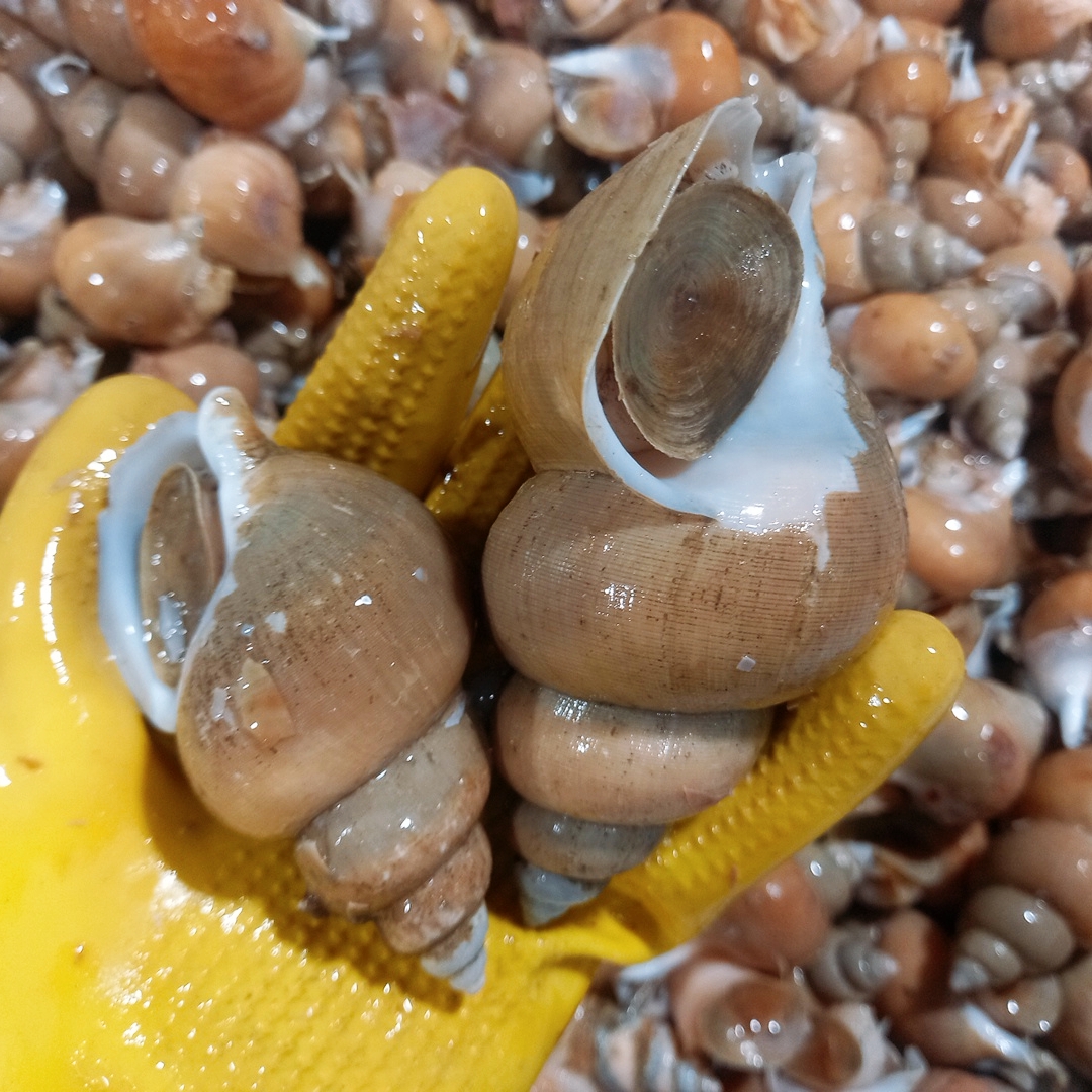 포항 구룡포 고동 생물백고동 1kg 백골뱅이 파더그로브 - 상세 이미지 3