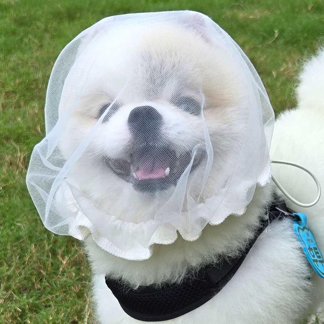강아지 페이스커버 양봉모자 얼굴망 이식증 산책망 양파망 아이보리 S 제품 이미지