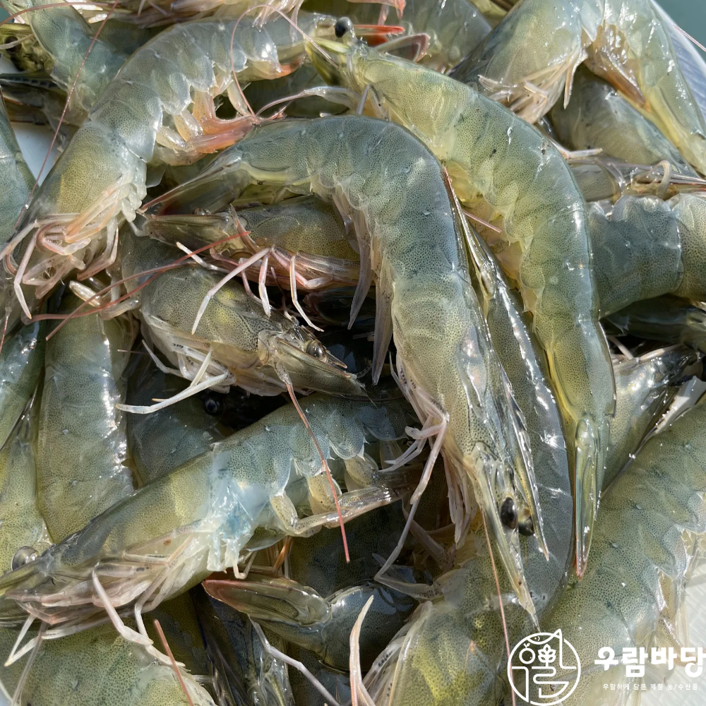 우람바당 2026년 통영 신안 제철 활 흰다리새우 500g 횟감 가능 - 상세 이미지 4
