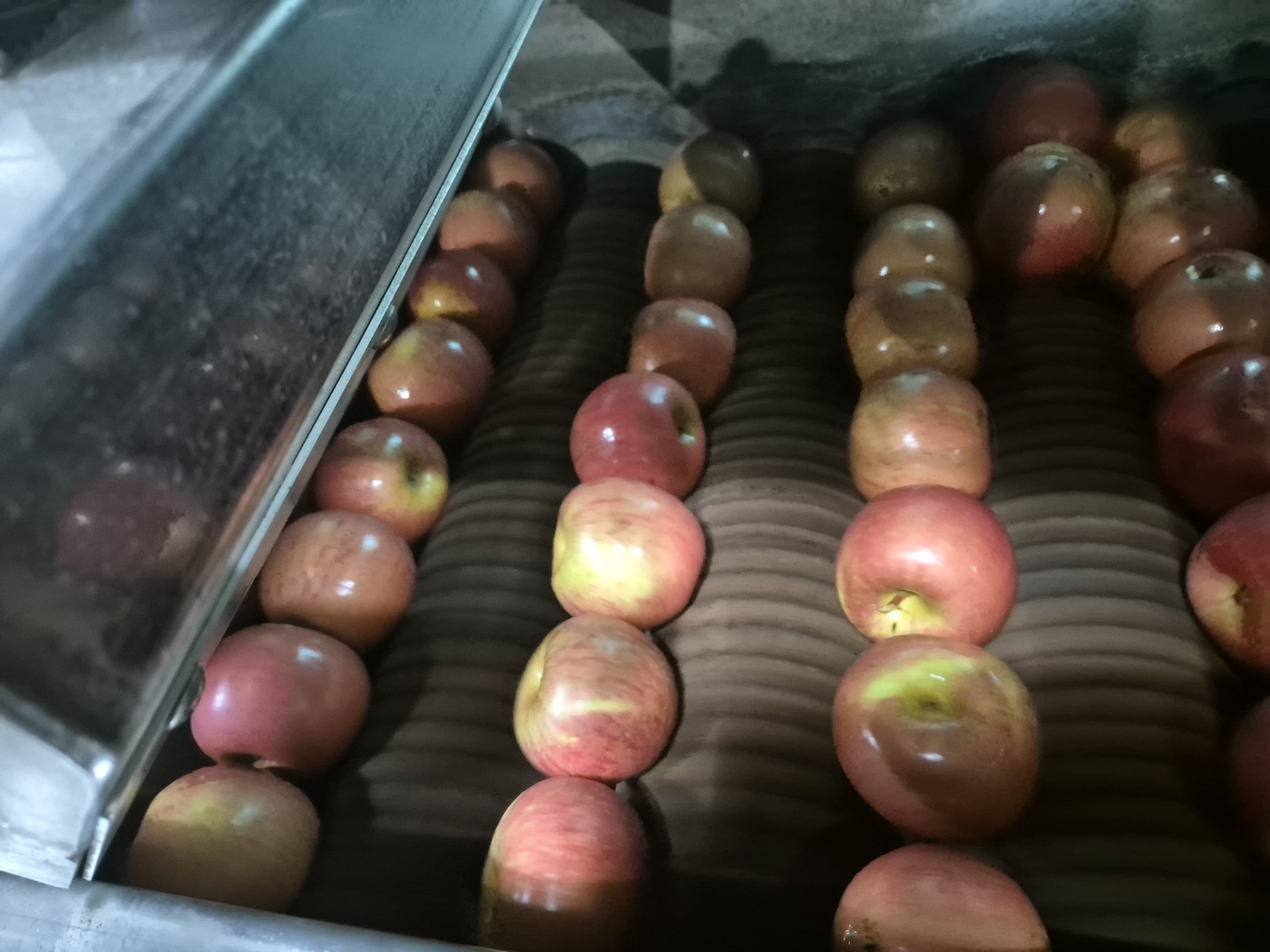 부사 소과 씻어나온 봉지사과 12.9Brix, 2kg, 1개 - 상세 이미지 3