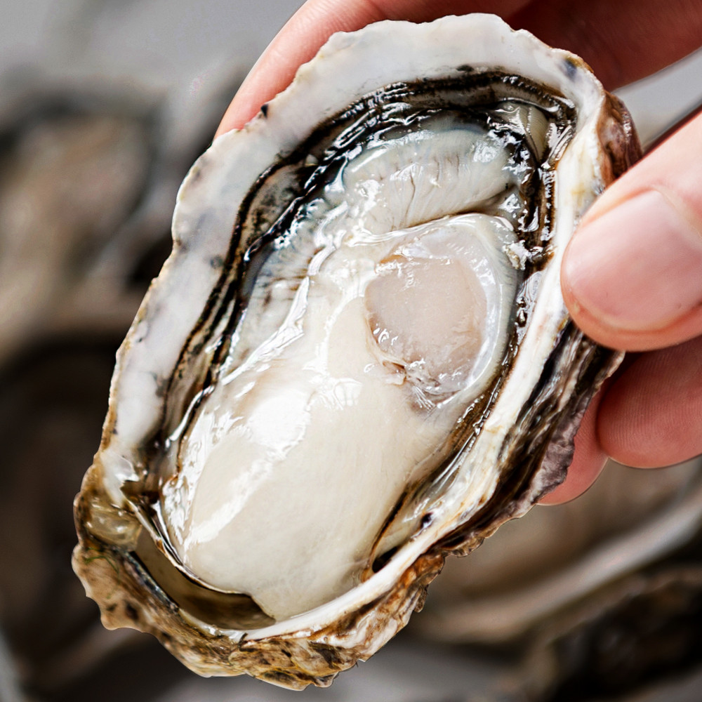 통영 생굴 500g 굴 석화 하프셀 제철 통영굴 제철 캠핑음식 이미지 2