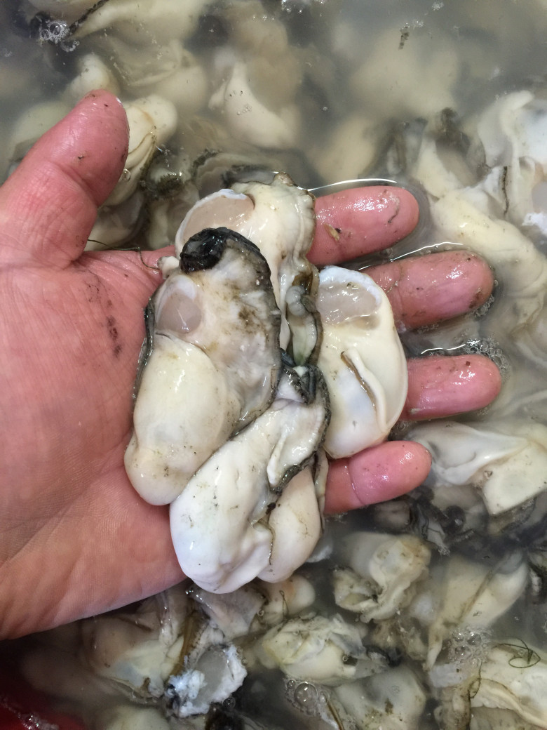 통영 당일바리 생굴 1kg 청정해역 산지직송 신선 생굴 비린내 없는 중굴 - 상세 이미지 5