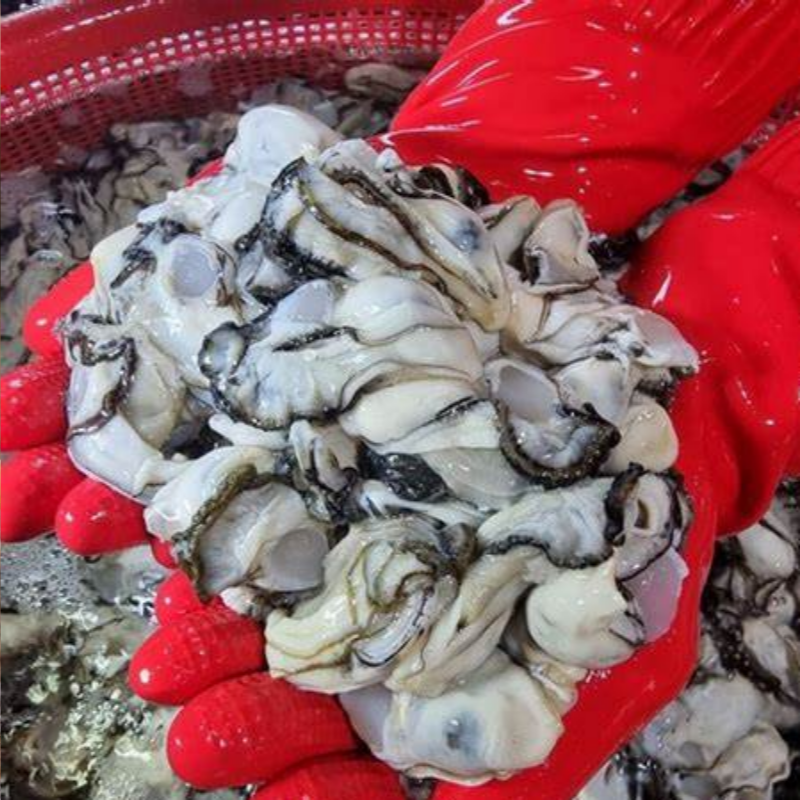 자연가득 통영 생굴 1kg 하프쉘 야채세트 굴매생이 굴 떡국 세트 300g - 상세 이미지 3