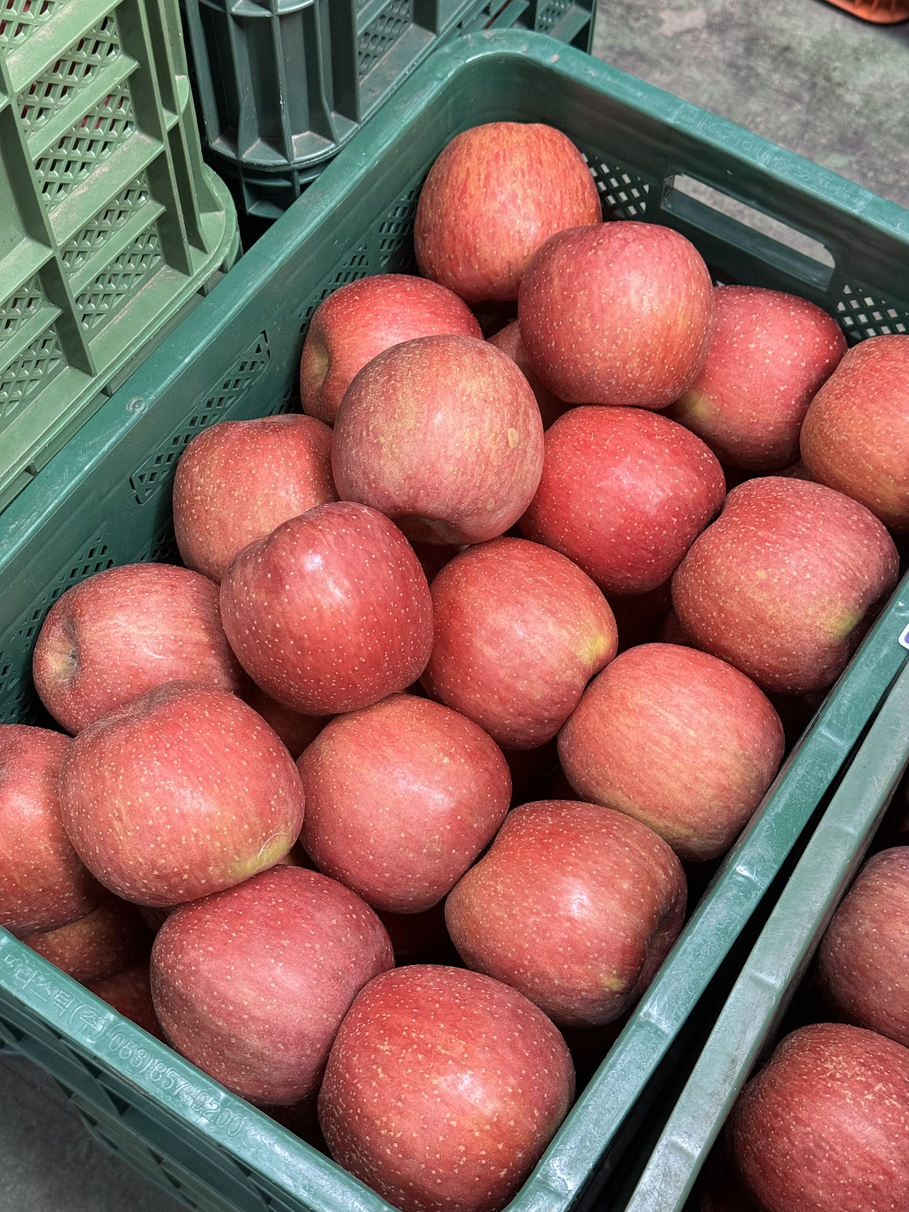 소과 가정용 경북농장산지직송 꿀부사 사과 12.4Brix, 2kg, 1개 - 상세 이미지 2