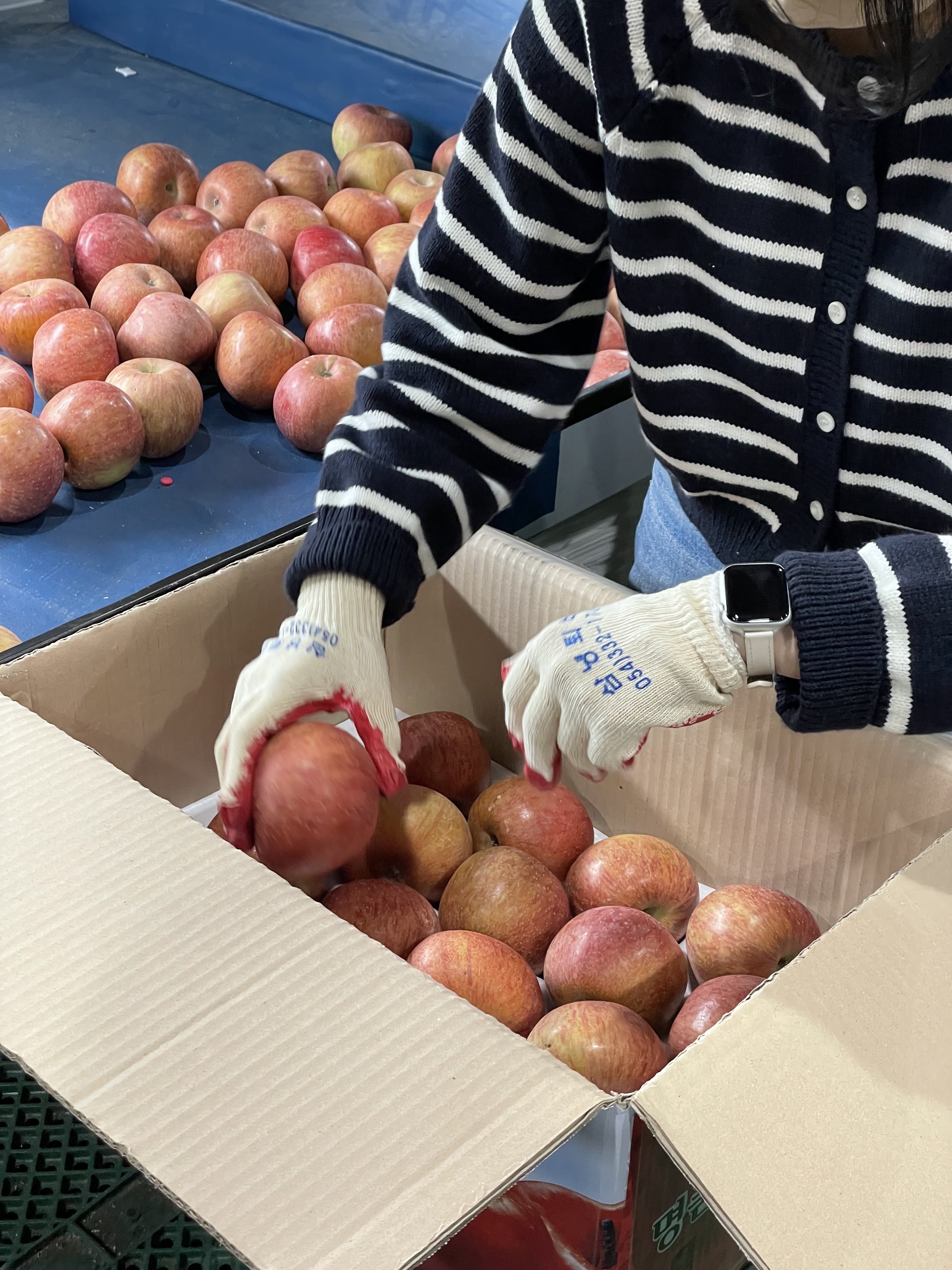 소과 가정용 경북농장산지직송 꿀부사 사과 12.4Brix, 2kg, 1개 - 상세 이미지 3