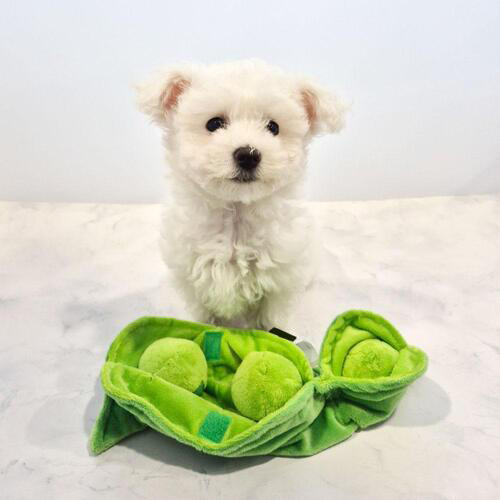 완두콩 노즈워크 장난감 극세사 강아지 분리불안 스트레스 해소 훈련