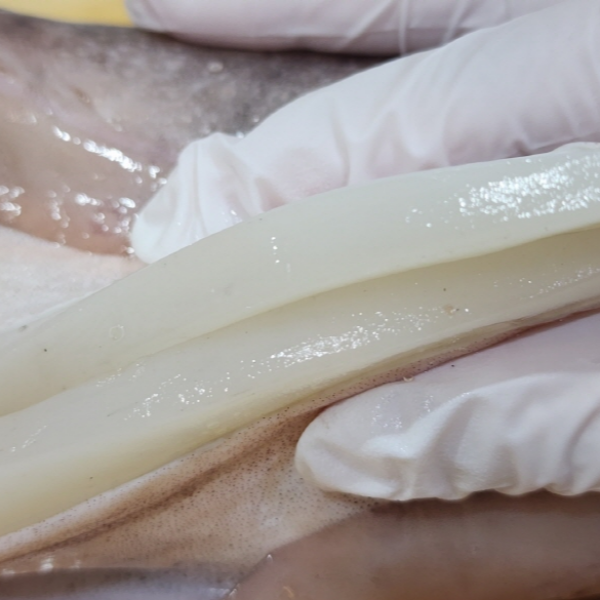 자연가득 국내산 반건조 손질 갑오징어 400g 1미 - 상세 이미지 2