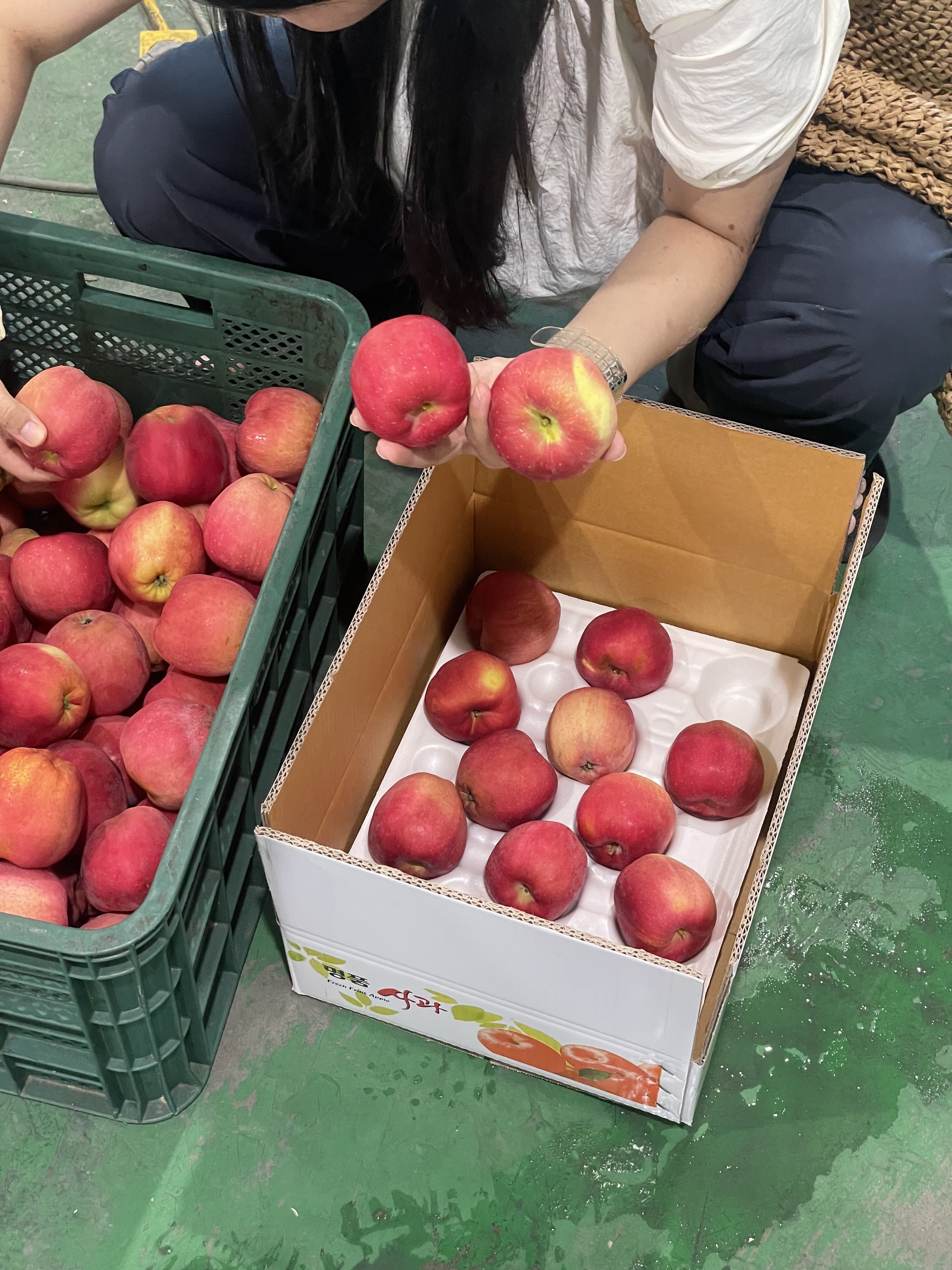 소과 가정용 경북농장산지직송 꿀부사 사과 12.4Brix, 2kg, 1개 - 상세 이미지 4