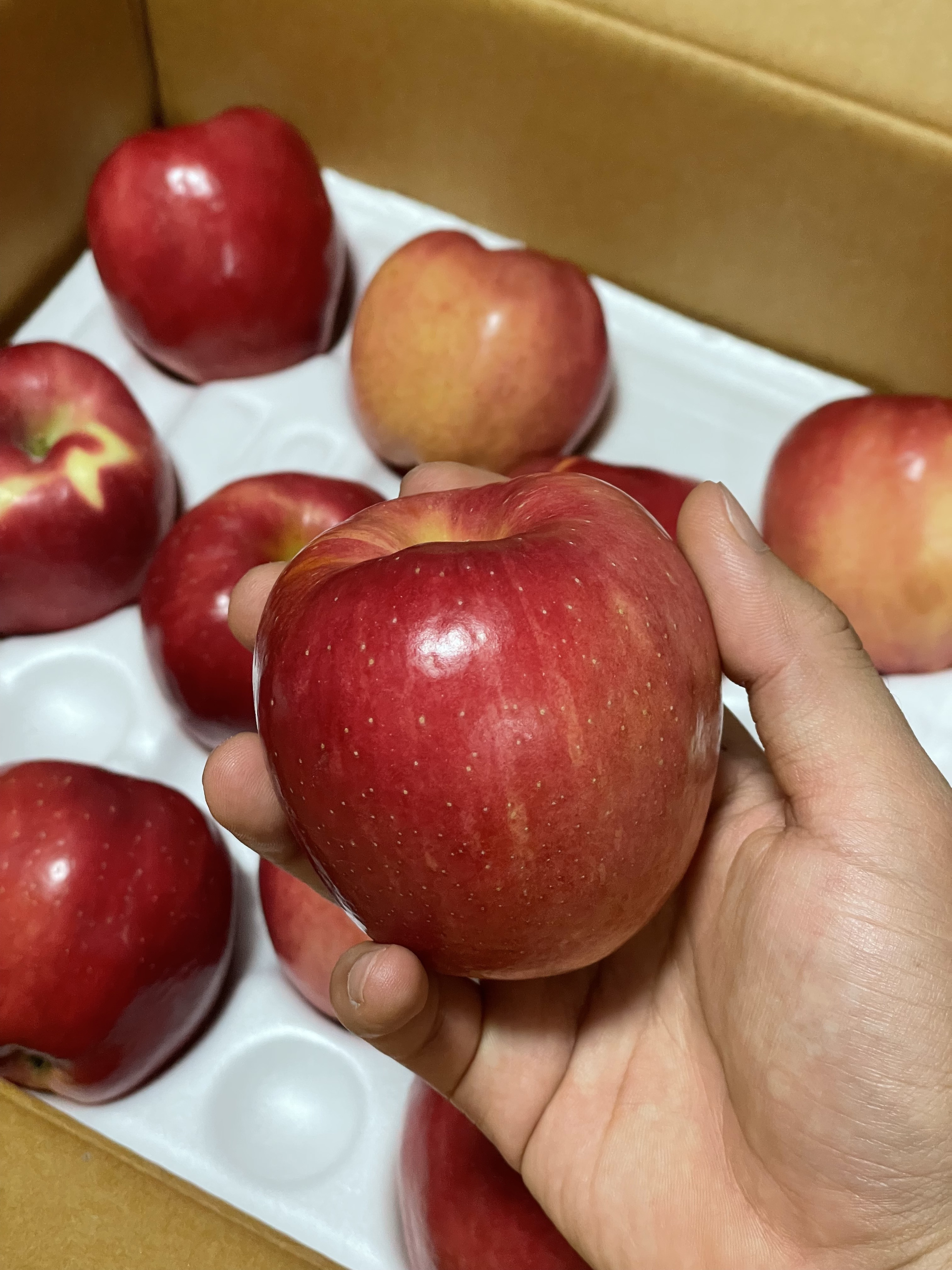 중소과 경북 빨간 부사 사과 12.8Brix, 3kg, 1개 - 상세 이미지 3