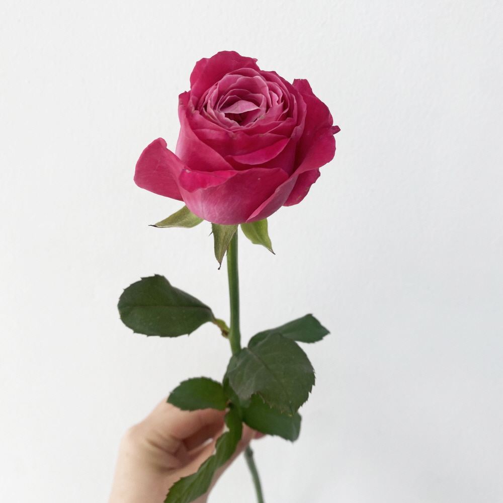 올포러브 분홍 장미 꽃다발 로즈데이 꽃배달싼곳 양재꽃시장 이미지 6