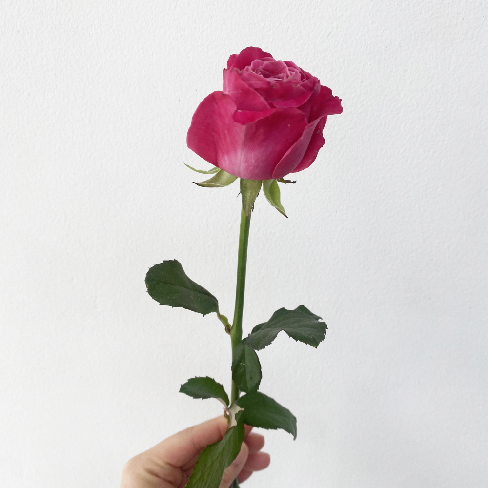 올포러브 분홍 장미 꽃다발 로즈데이 꽃배달싼곳 양재꽃시장 - 상세 이미지 5
