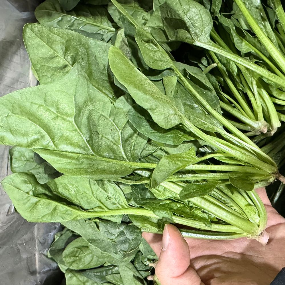 남해 해풍에 자란 노지 시금치 보물초 300g+300g - 상세 이미지 3