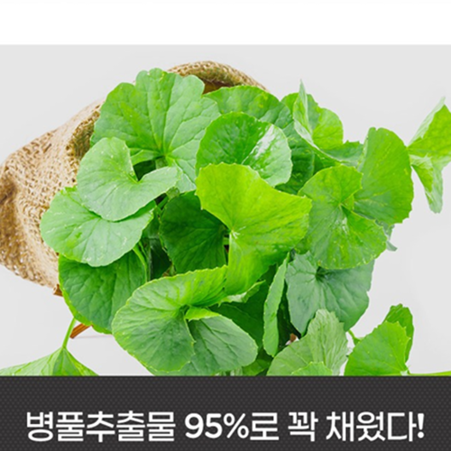 참굿즈 병풀 추출물 분말 가루 200g 3통 호랑이풀 고투콜라 피부 건강 주름 탄력 진정 - 상세 이미지 3