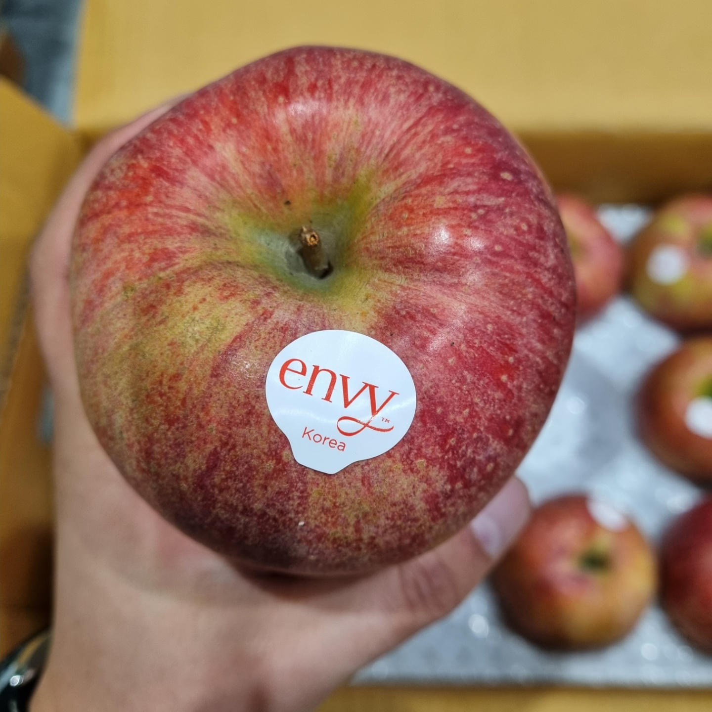 가정용 엔비사과 사일레이트 대과 사과 15.9Brix, 1kg, 1개 - 상품 이미지