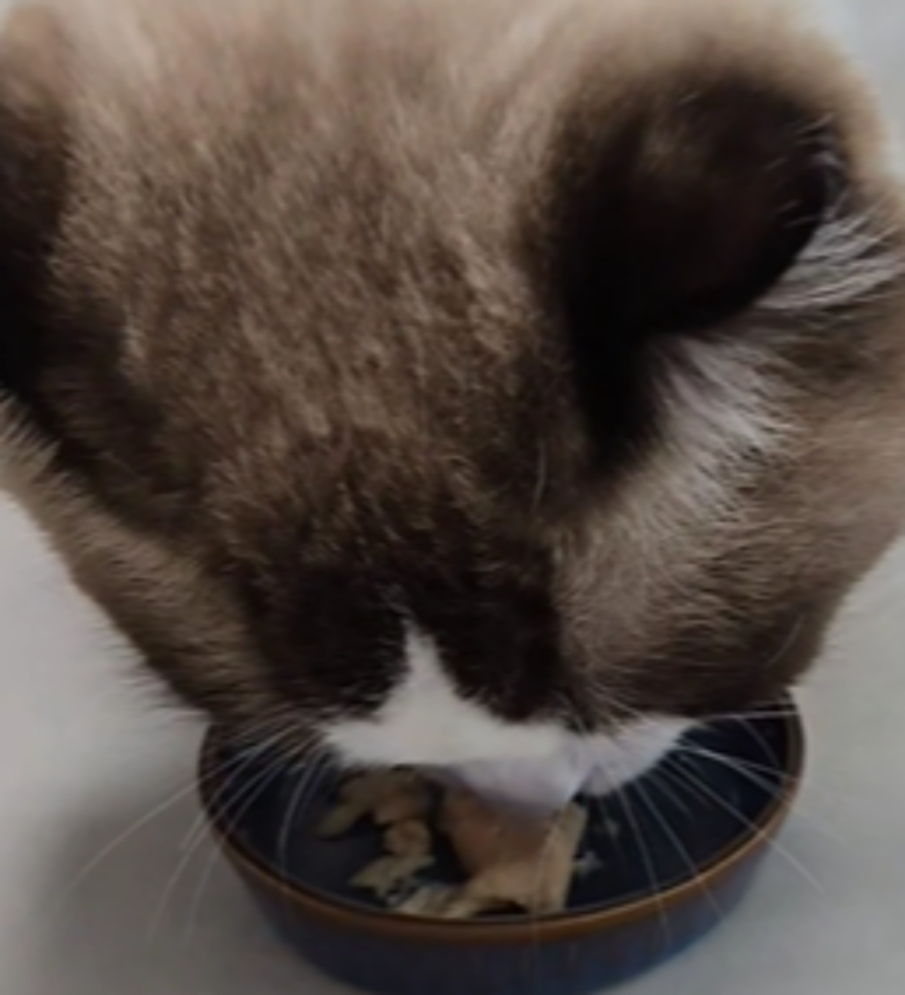모찌네 원츄 에너G스틱 짜먹는 고양이 간식 닭고기, 15g, 30개 이미지 6