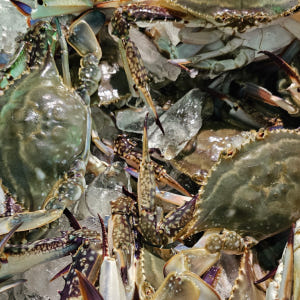 국산 꽃게 제철 활꽃게 암꽃게 숫꽃게 급냉 냉동 생물 꽃개 1kg 맛있게 먹은 솔직 후기 - 상품 이미지 4