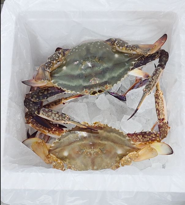 국산 꽃게 제철 활꽃게 암꽃게 숫꽃게 급냉 냉동 생물 꽃개 1kg 이미지 2