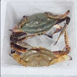 국산 꽃게 제철 활꽃게 암꽃게 숫꽃게 급냉 냉동 생물 꽃개 1kg 맛있게 먹은 솔직 후기 - 상품 이미지 2