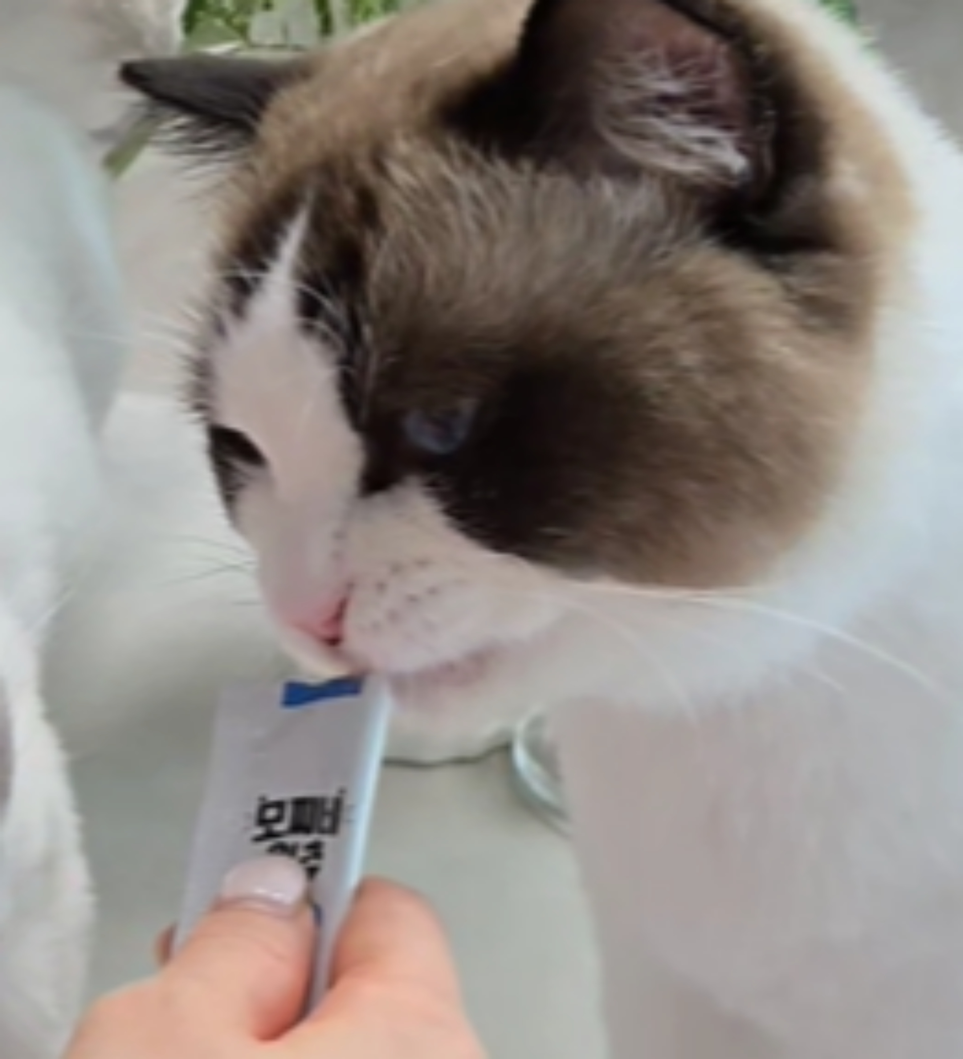 모찌네 원츄 에너G스틱 짜먹는 고양이 간식 닭고기, 15g, 30개 이미지 7
