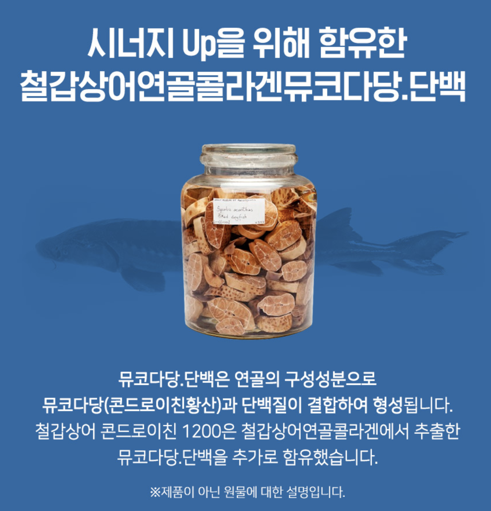철갑 상어 콘드로이친 1200mg 상어 연골 무릎 관절에 좋은 영양제 - 상세 이미지 5