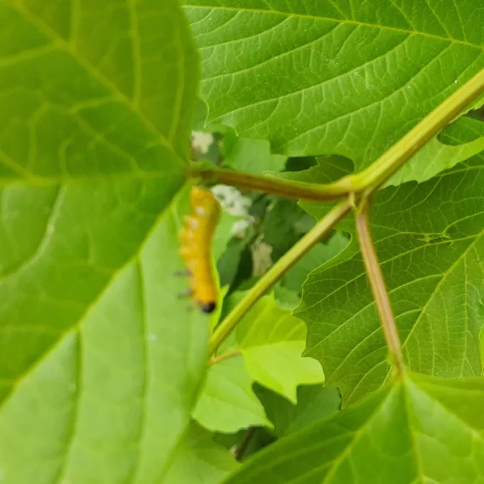 [깨비의숲마을][어린이대공원] 서울 광진구 숲체험 어린이 겨울 유아 초등 자연 곤충 주말 체험 학습