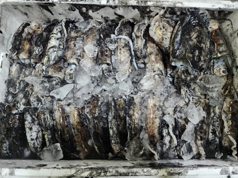 국내산 생물 갑오징어 1kg (7~10미 내외) 당일경매 신선도 갑, 먹물 그대로 - 상세 이미지 5