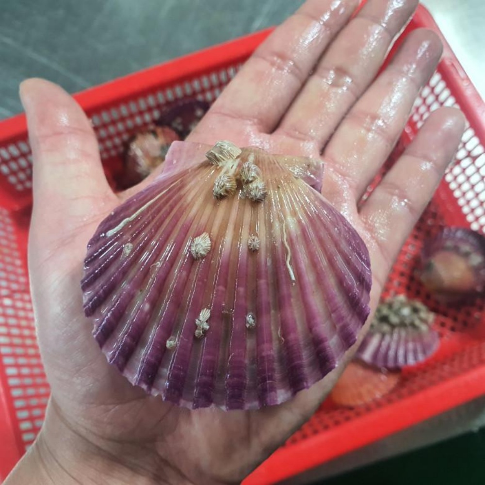 홍가리비 제철 통영 가리비 1kg 캠핑 국산 활가리비 국내산 택배 산지직송 - 상품 이미지