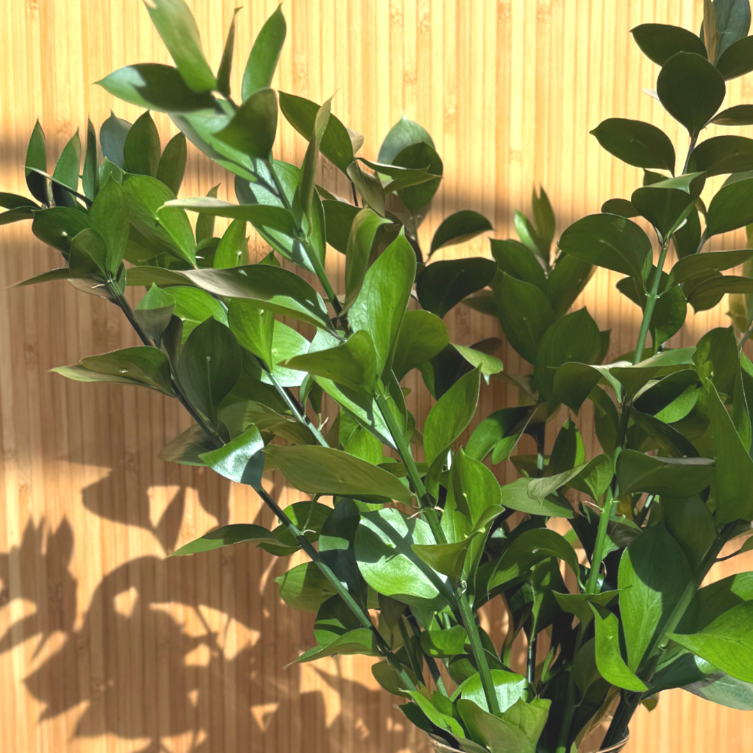 리틀캠든 루스커스 생화 합리적인 온라인꽃집