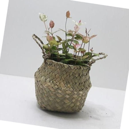 러브코리아 마삭나무 초설마삭줄(소) 해초 바구니 인테리어식물 공기정화