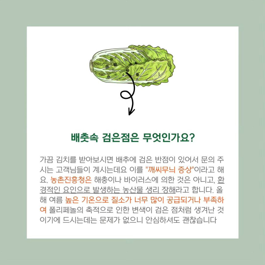 절임배추 김장 밀키트 강원도 고랭지 절인배추 김치양념 5kg 10kg 이미지 8