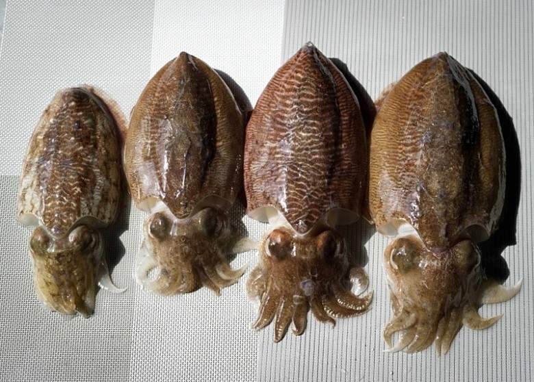 국내산 생물 갑오징어 1kg (7~10미 내외) 당일경매 신선도 갑, 먹물 그대로 - 메인 이미지