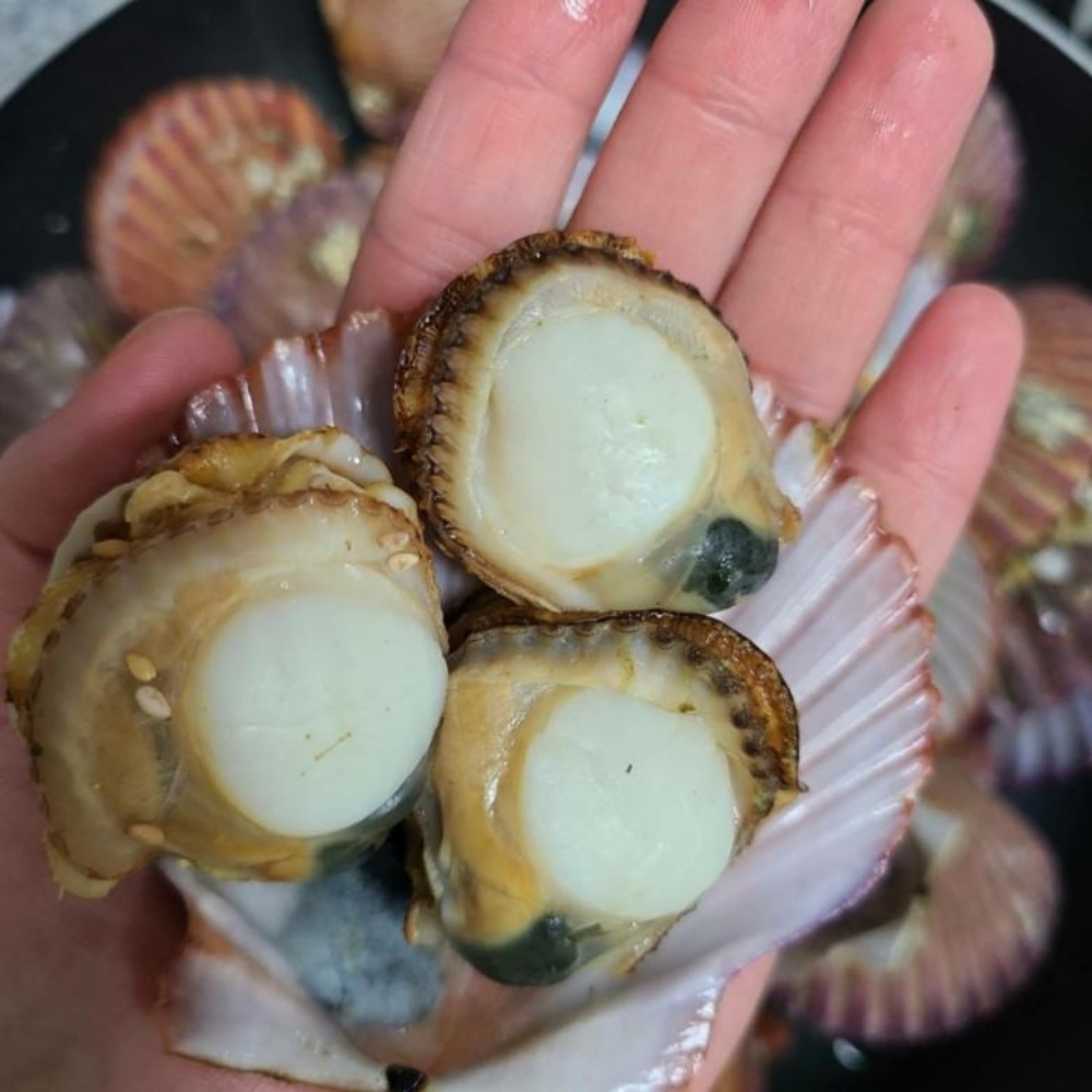 홍가리비 제철 통영 가리비 1kg 캠핑 국산 활가리비 국내산 택배 산지직송 - 상세 이미지 4