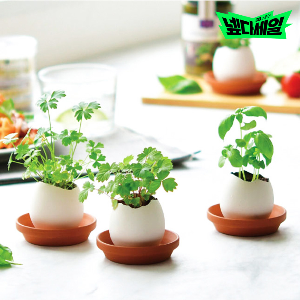 바질 민트 미니딸기 키우기 씨앗재배 에글링 달걀 키트