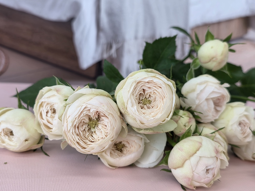 유스풀몰 맨스필드 한다발 졸업 발렌타인 꽃 생화 택배 꽃배달싼곳