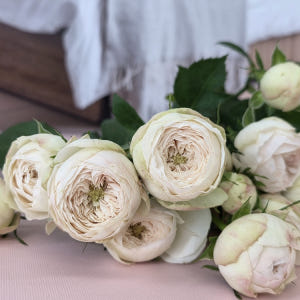 유스풀몰 맨스필드 한다발 졸업 발렌타인 꽃 생화 택배 꽃배달싼곳 솔직 후기 | 실사용자 리뷰 분석 - 상품 이미지 3