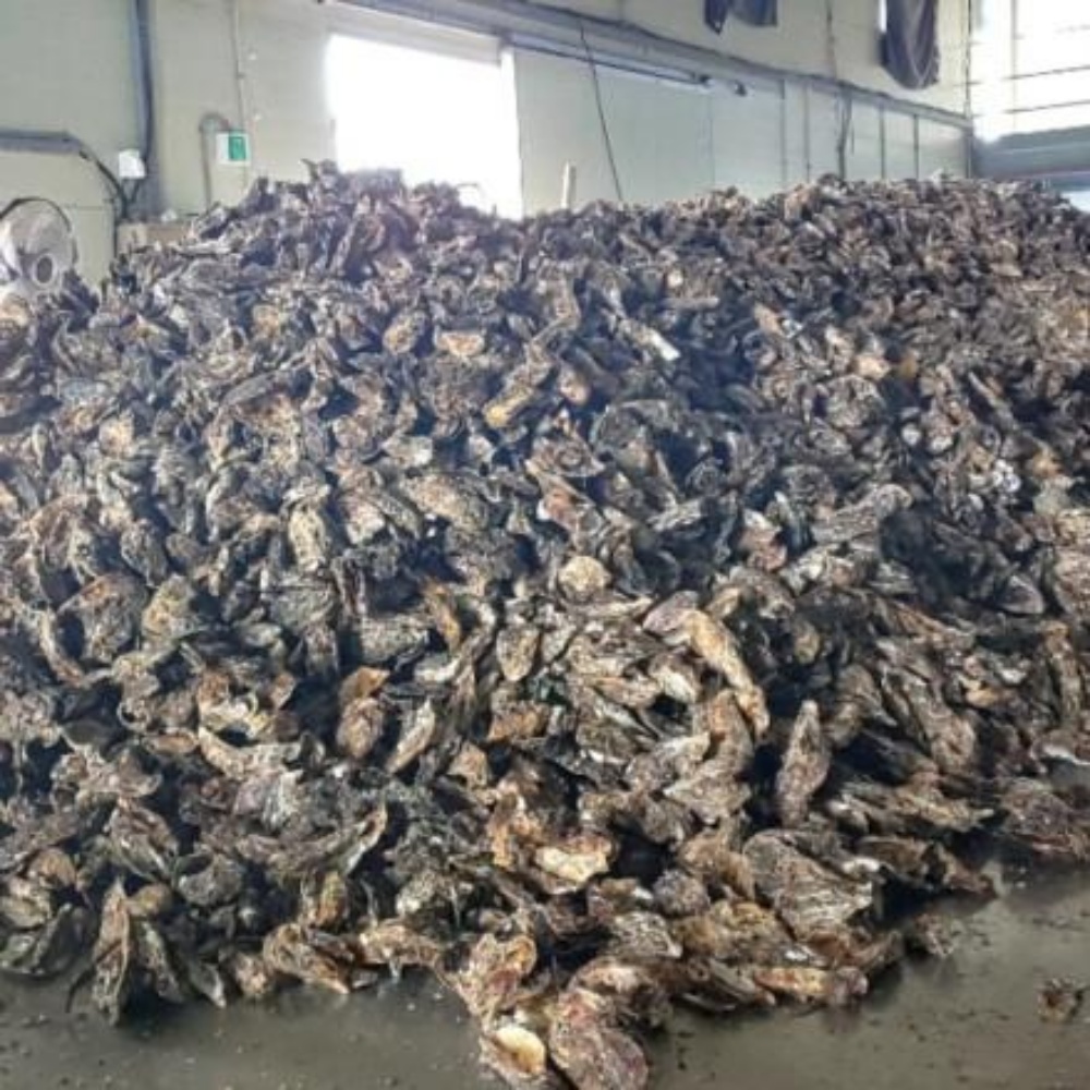 생굴 통영굴 통영 깐 굴 1kg 택배 봉지 세척 남해안 산지직송 김장 - 상세 이미지 2