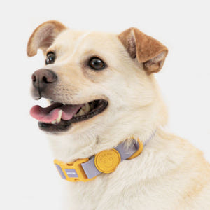 바잇미 new 마카롱 방수 목줄 (4 color) 솔직 후기 | 실제 사용자 리뷰 총정리 - 상품 이미지 4