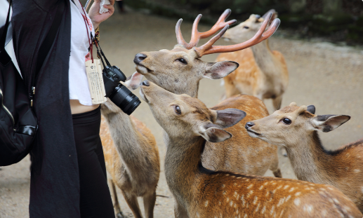 부산 오사카 팬스타 미라클호 배편 나라 온천 패키지 여행 투나잇 크루즈 3일 승선권 - 상세 이미지 4
