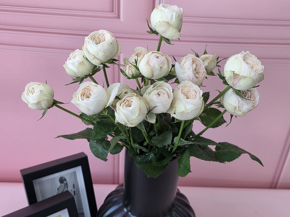 유스풀몰 맨스필드 한다발 졸업 발렌타인 꽃 생화 택배 꽃배달싼곳