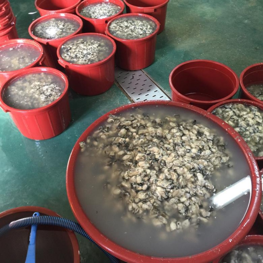생굴 통영굴 통영 깐 굴 1kg 택배 봉지 세척 남해안 산지직송 김장 - 상세 이미지 3