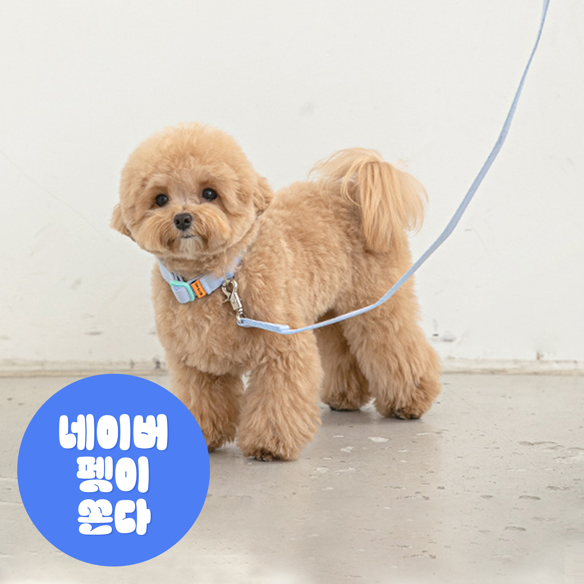 바잇미 강아지 목줄세트 애견 반려견 목줄
