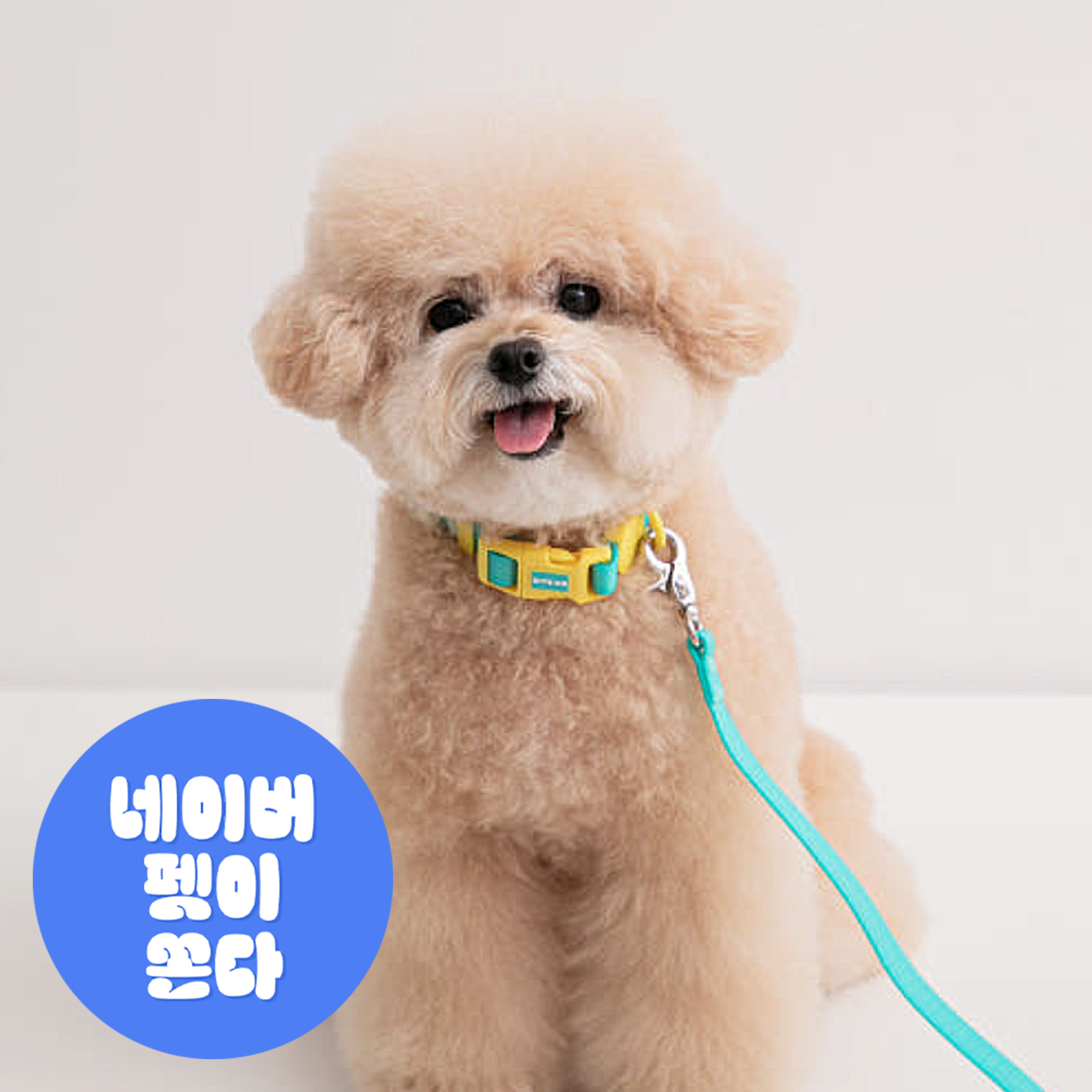 [리뉴얼] 바잇미 강아지 new XO 방수 목줄 + 핸즈프리 리드줄 SET - 4 color